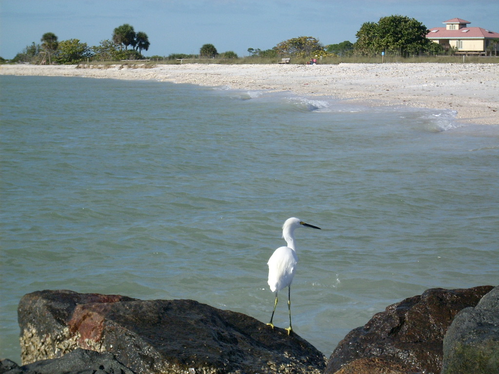 A_EgretAndBeach.JPG