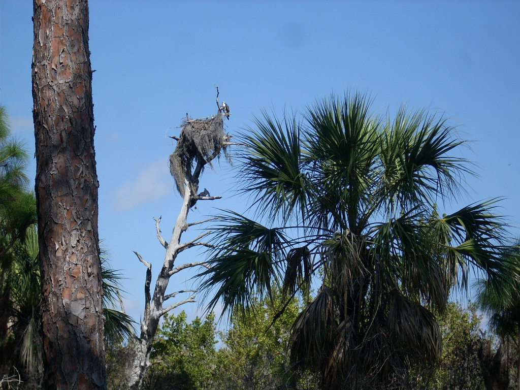 0225C_OspreyOnNest.JPG
