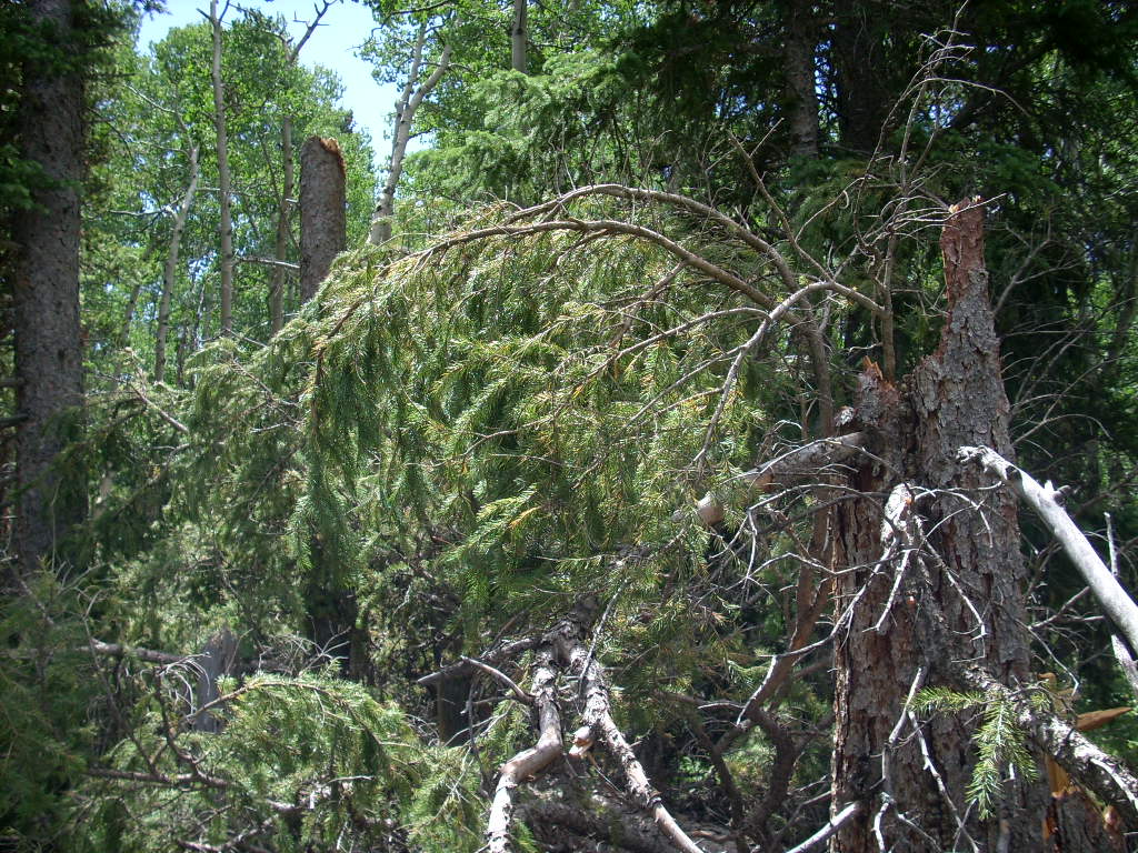 B_BustedPines.JPG