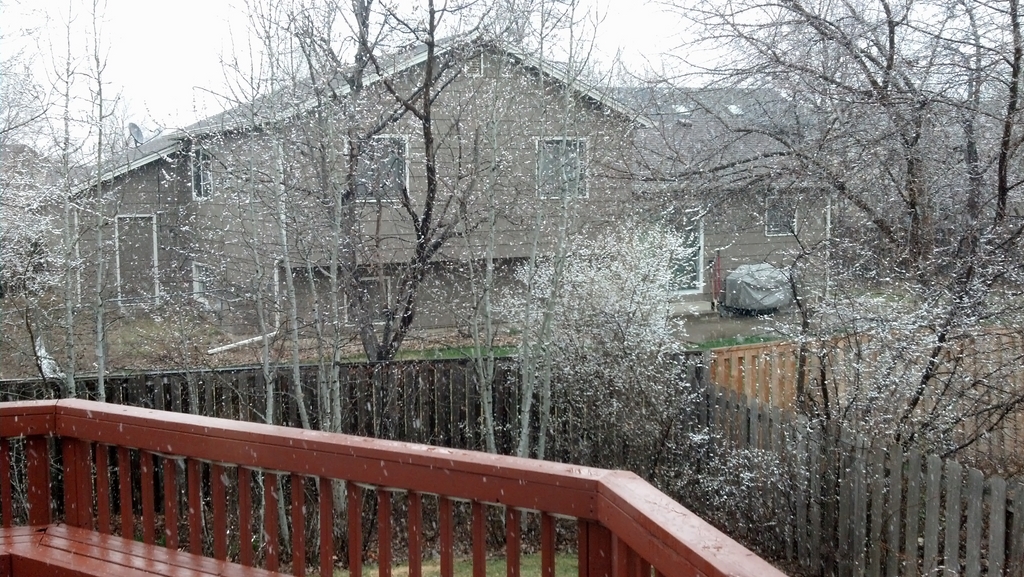 0317_SnowyBackyard.jpg