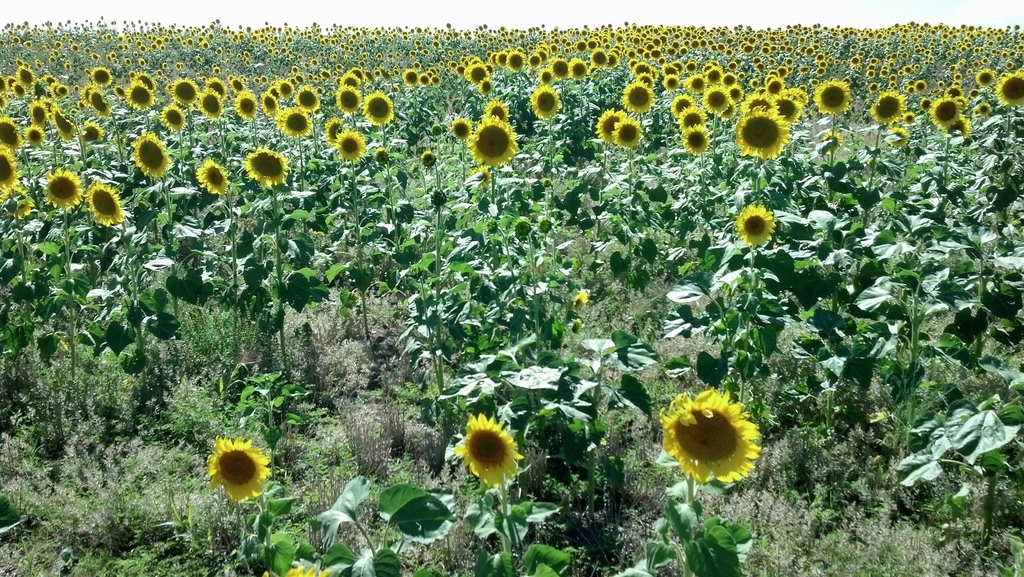 0821A_PrairieSunflowers.jpg