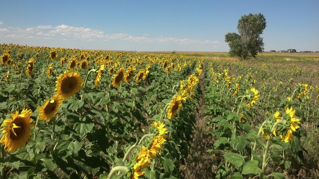 0821C_PrairieSunflowers.jpg