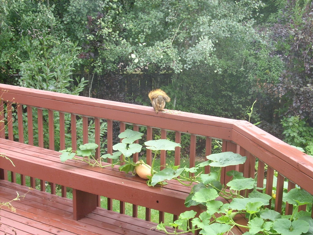 0913A_SquirrelDeckRailing.JPG