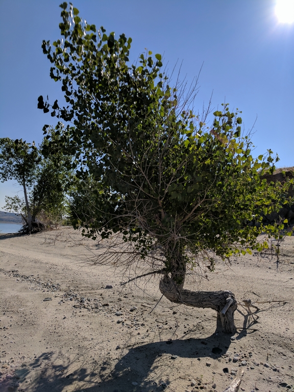 E_TwistedCottonwoodTree.jpg