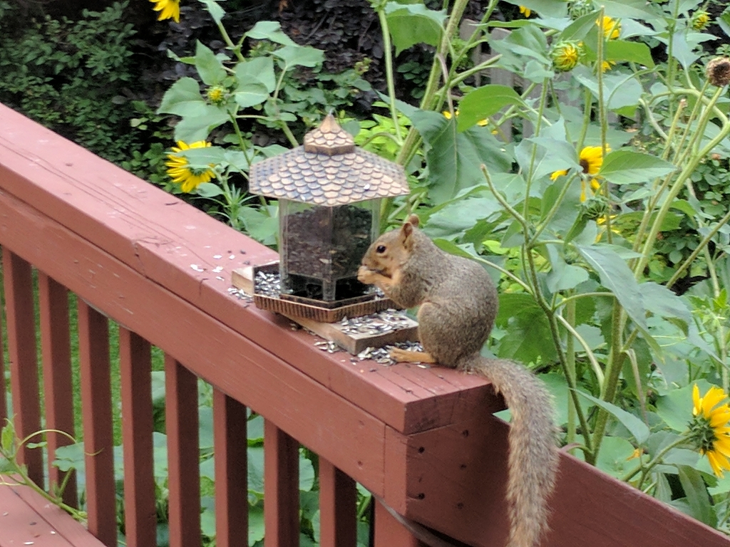 0805_SquirrelAtFeeder.jpg