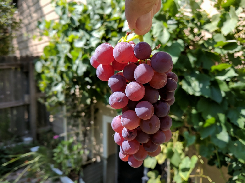 0827D_GrapeCluster.jpg