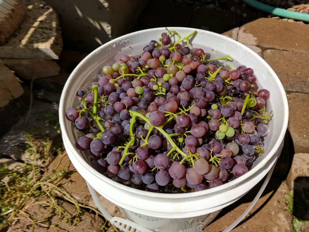 0827E_BucketOfGrapes.jpg