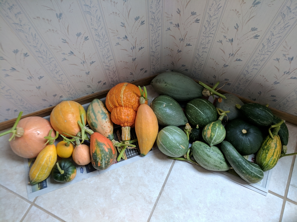 1009_WinterSquashHaul.jpg