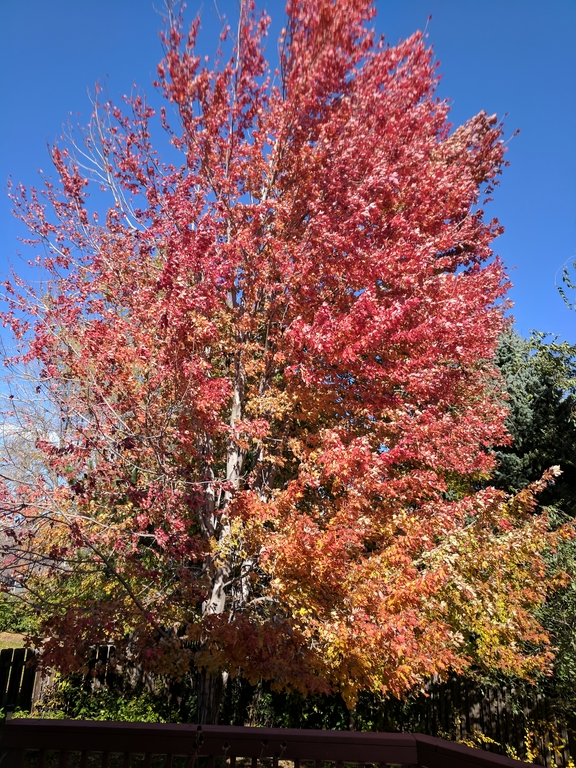 1014B_WindyMapleColors.jpg