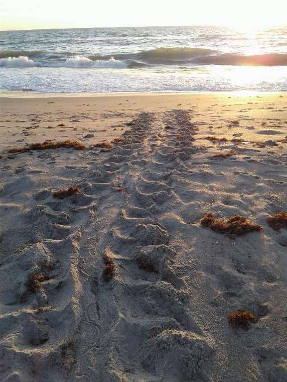 0509_AtlanticTurtleTracksByJenny.jpg