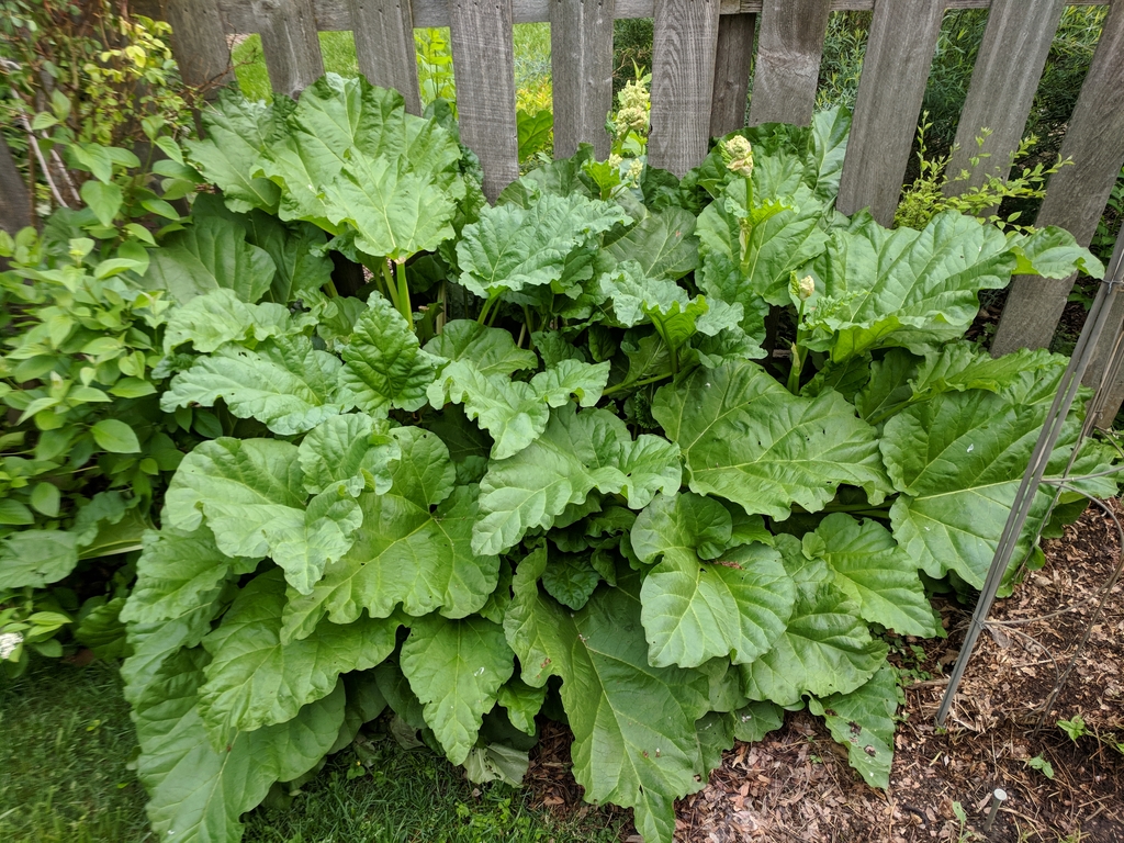 0519D_HappyRhubarb.jpg
