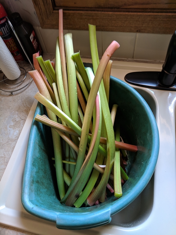 0521_RhubarbHarvest.jpg