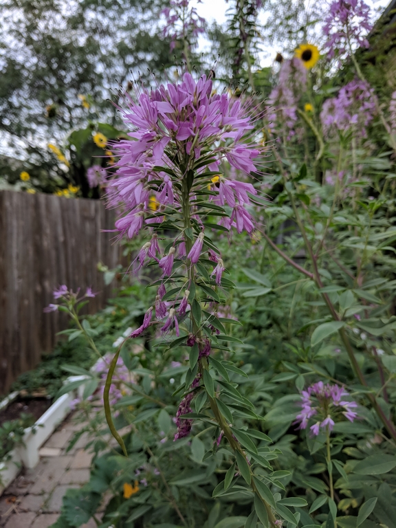 0723A_BeePlantInGarden.jpg