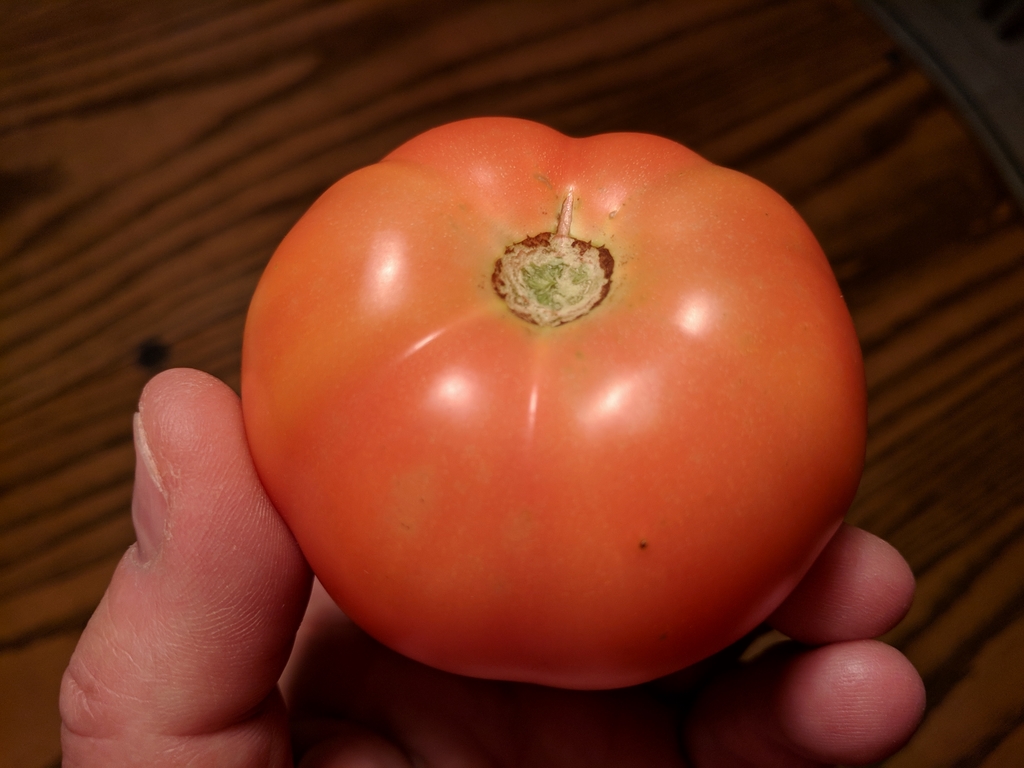 0728_FirstTomatoOfYear.jpg