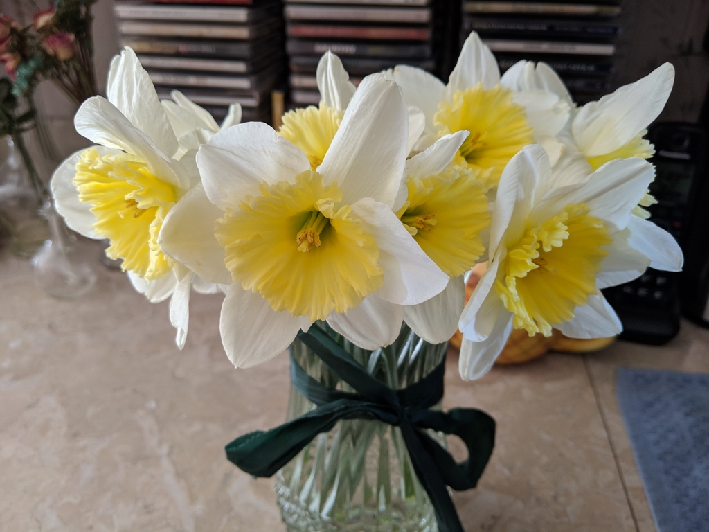 0331_GardenDaffodils.jpg