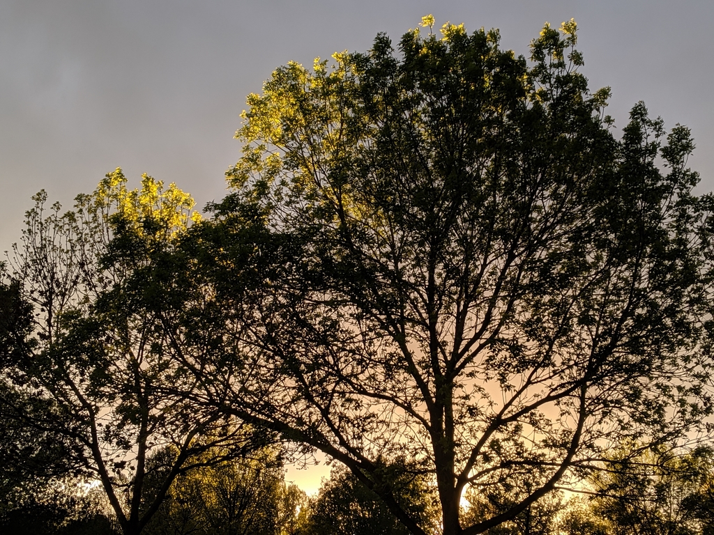 0517_SunsetOnBuddingTrees.jpg