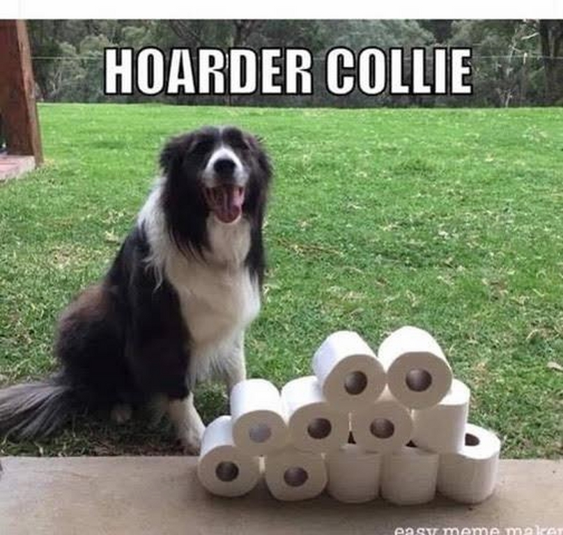 0802_HoarderCollieHumor.jpg