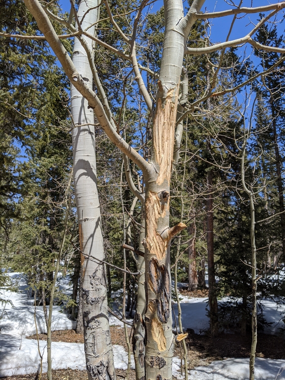 0406D_MooseChewedAspen.jpg
