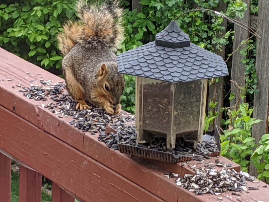 F_MeanwhileBackyardSquirrel.jpg