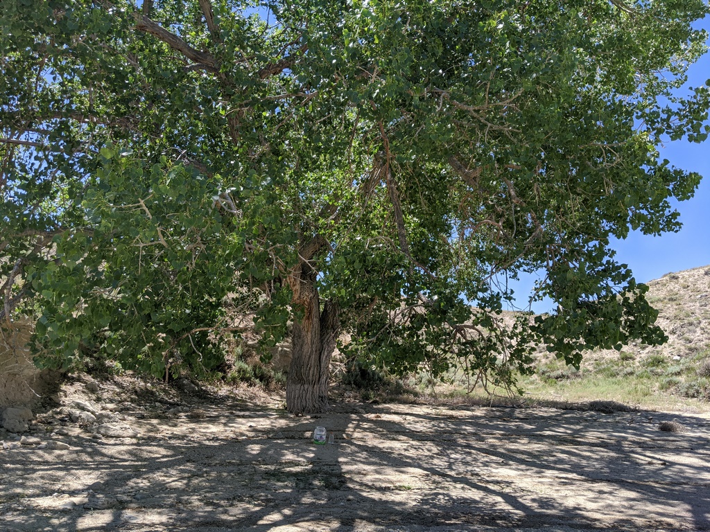 0627J_MassiveCottonwood.jpg