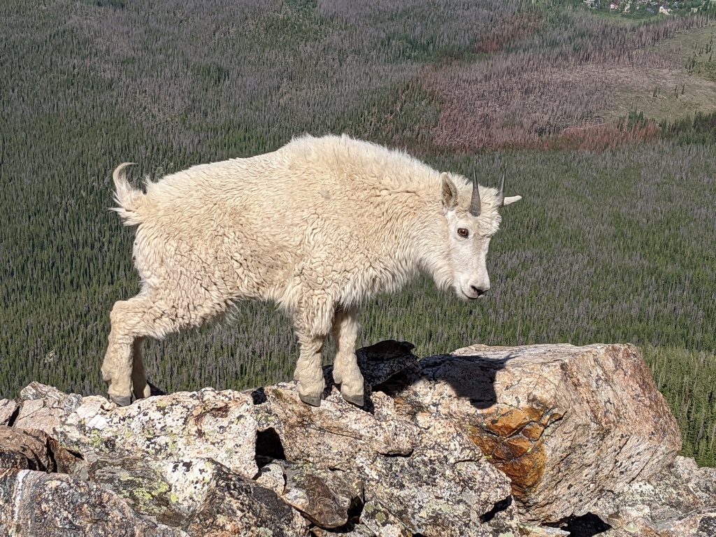 M6_GoatOnRocksZoom.jpg