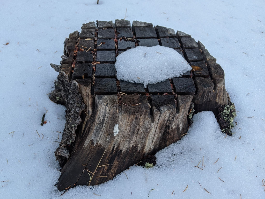 D1_SnowOnStump.jpg