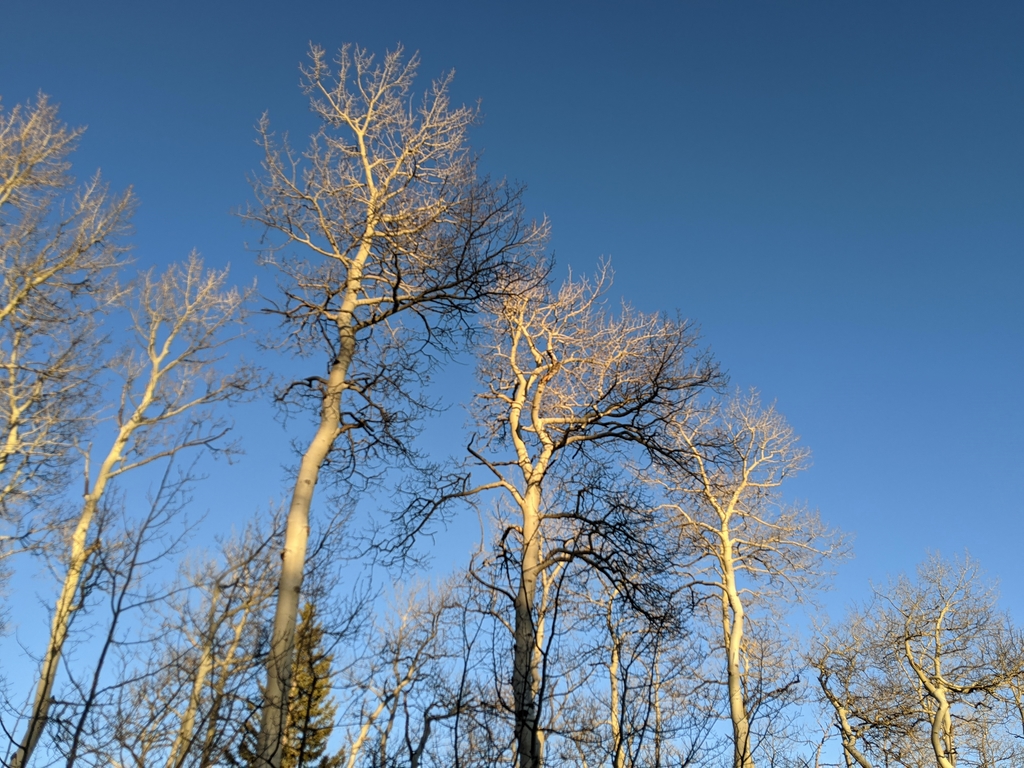 N_AspenTreeContrasts.jpg