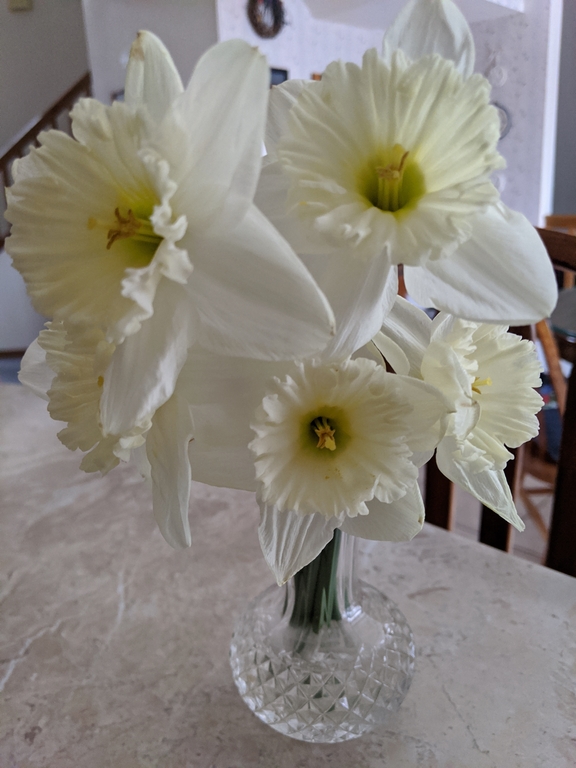 0402E_Daffodils.jpg
