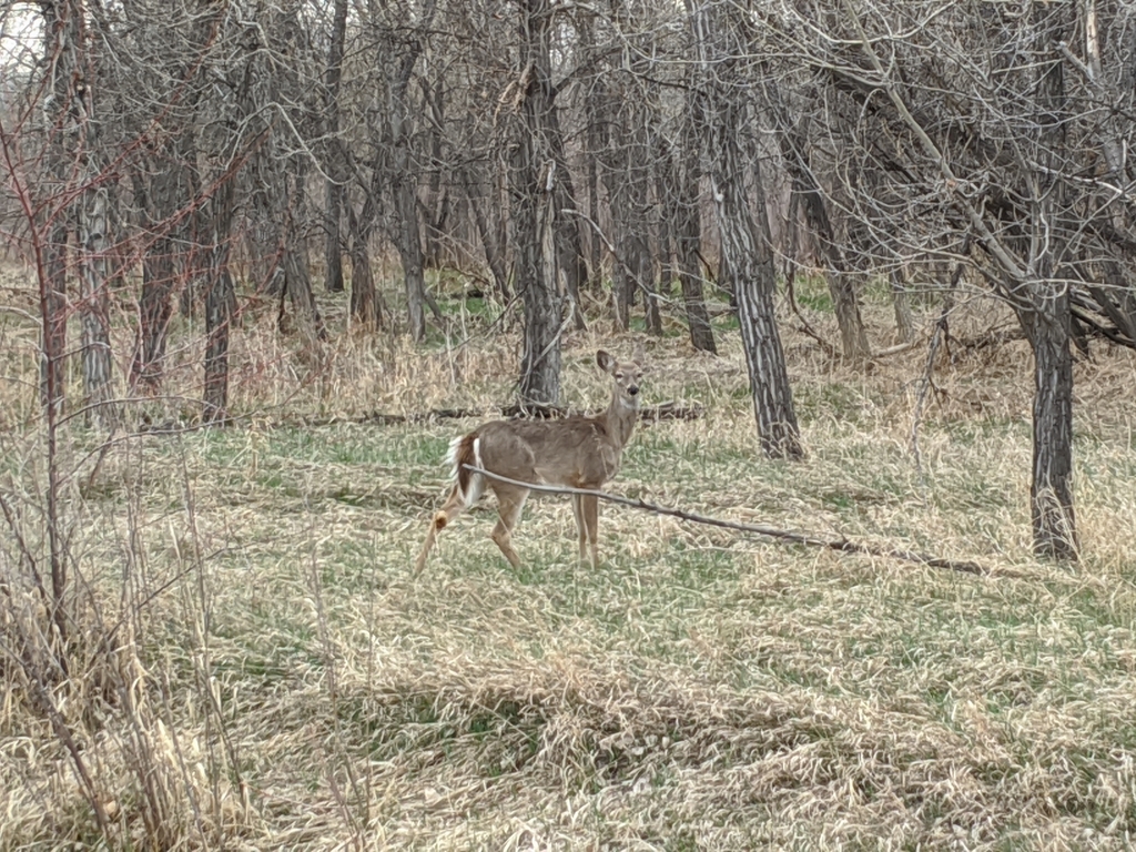 0411D_StandingDeerAtRunningDeer.jpg