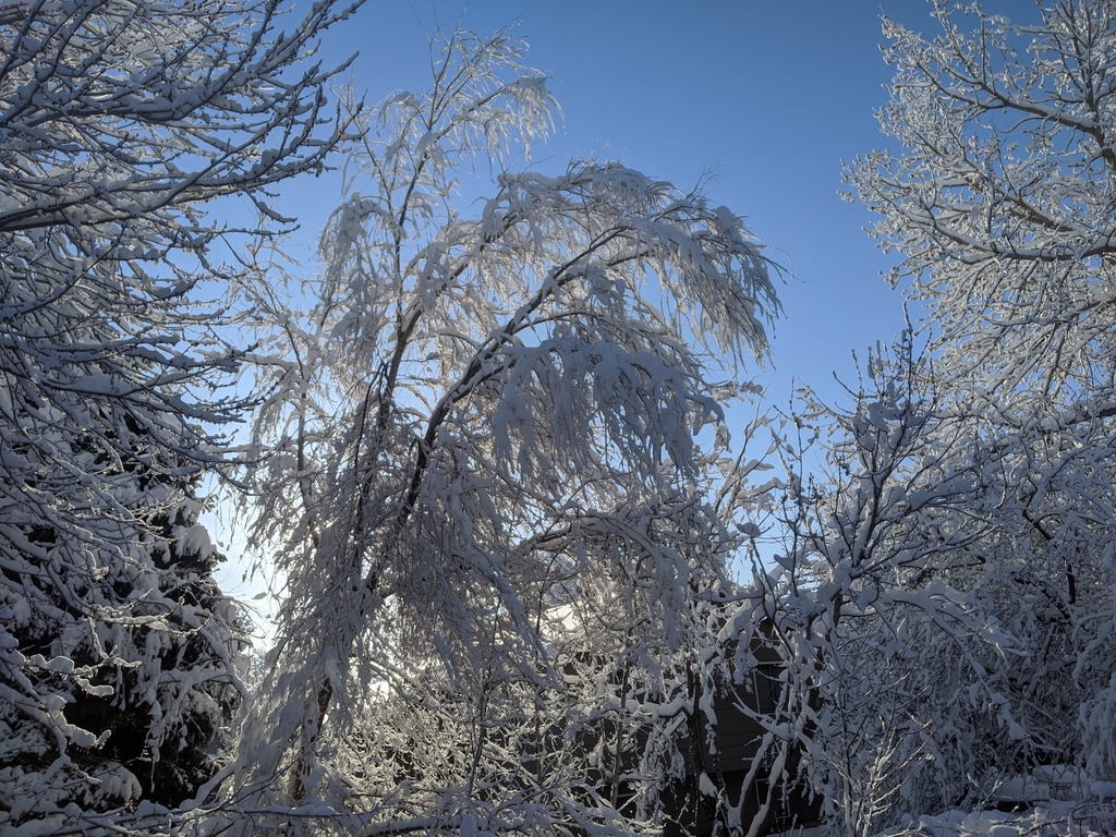 0417D_SnowstormGlowingTrees.jpg