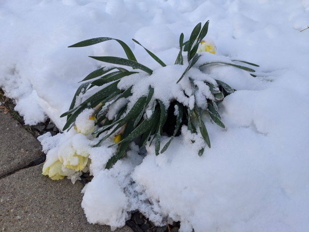 0417H_SnowyDaffodil.jpg
