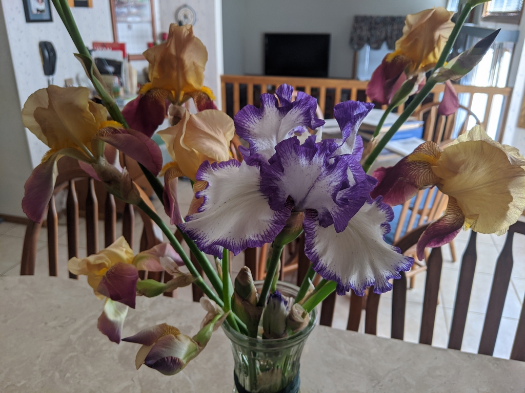 0522A_GardenIrises.jpg