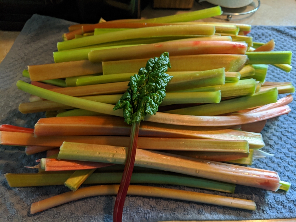 0522B_GardenRhubarbHarvest.jpg