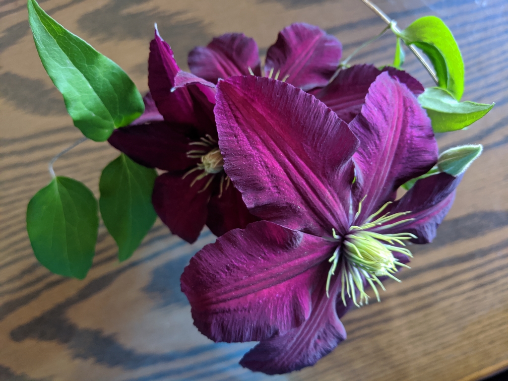 0523A_GardenClematis.jpg