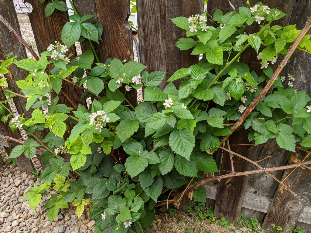0620C_BlackberryFlowersOnFence.jpg