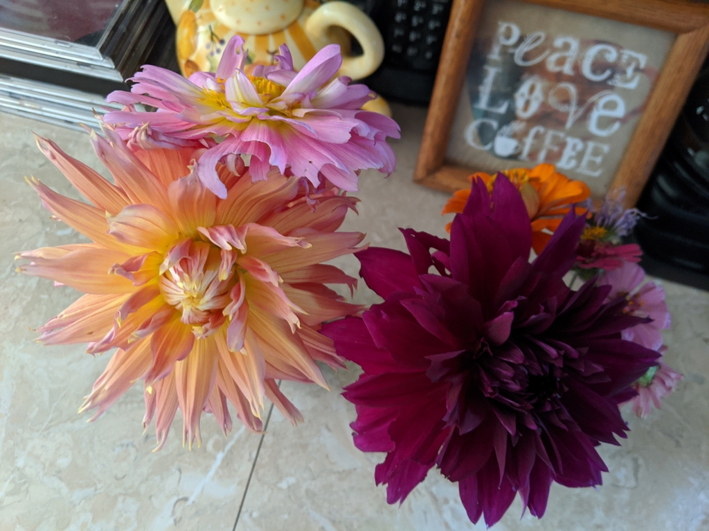 0802A_GardenDahliasInKitchen.jpg