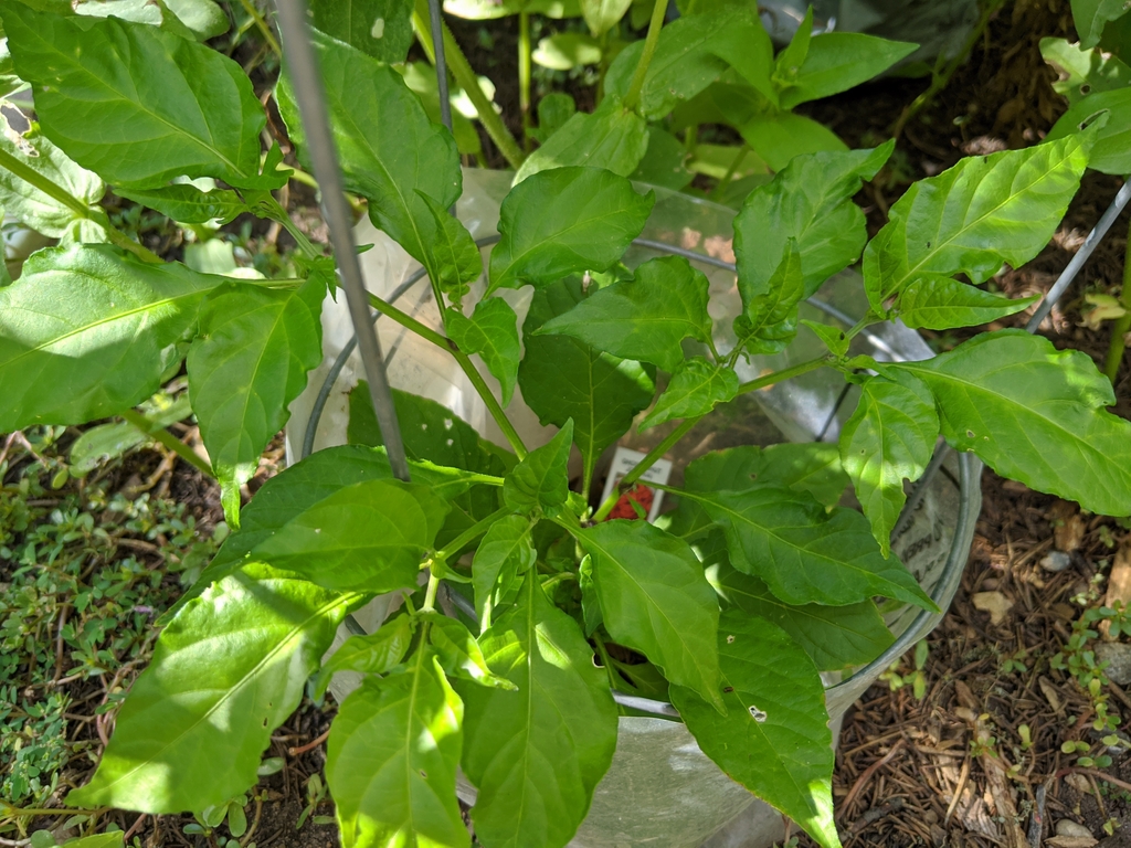 0802B_GhostPepperPlant.jpg