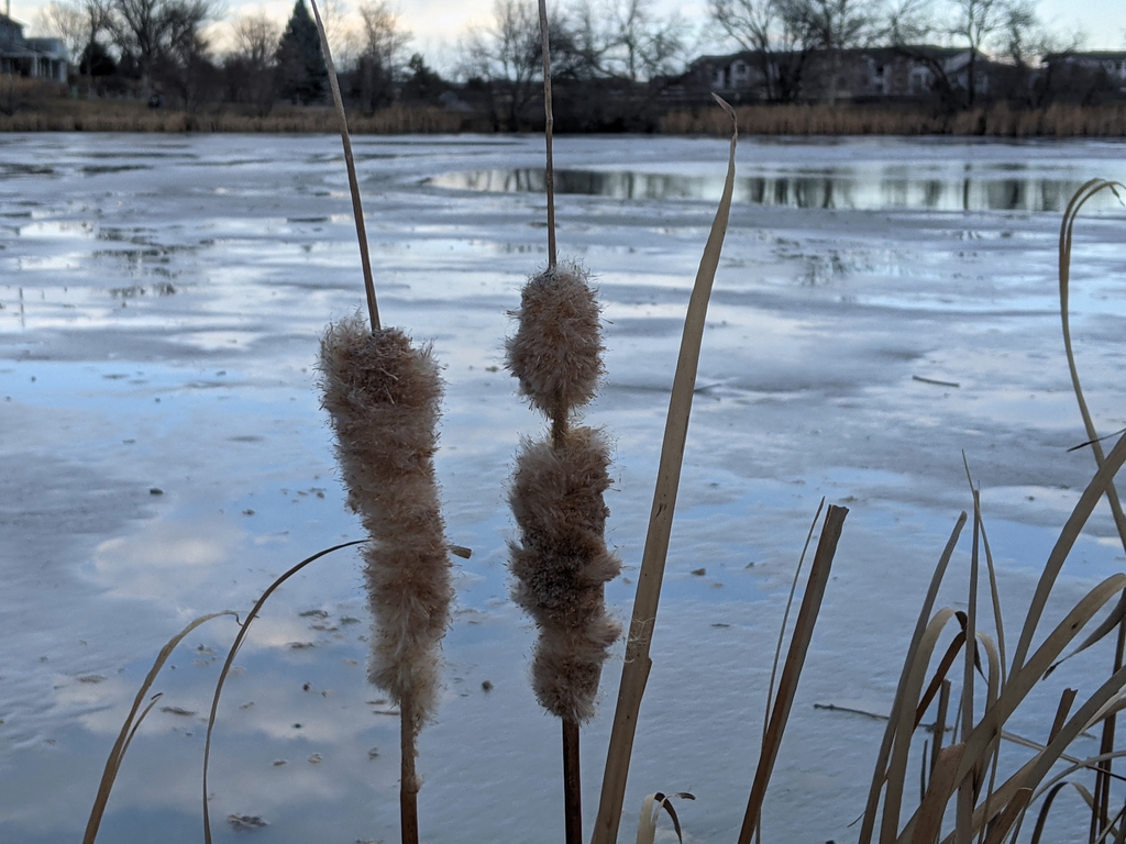 1222A_CattailsAndFrozenPond.jpg