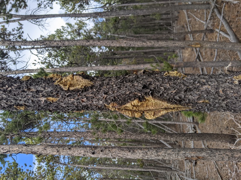 I1_FungusOnPine.jpg