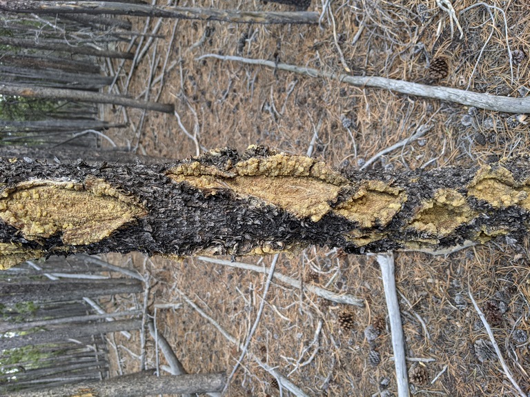 I2_FungusOnPine.jpg