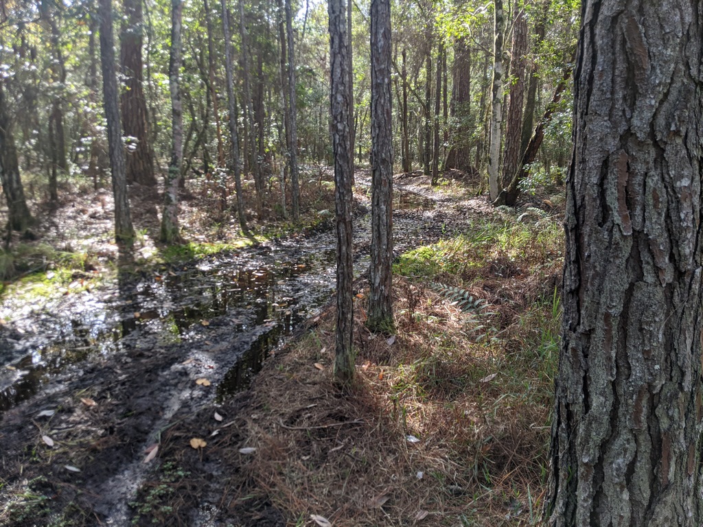 E3_MoreMuddyTrail.jpg
