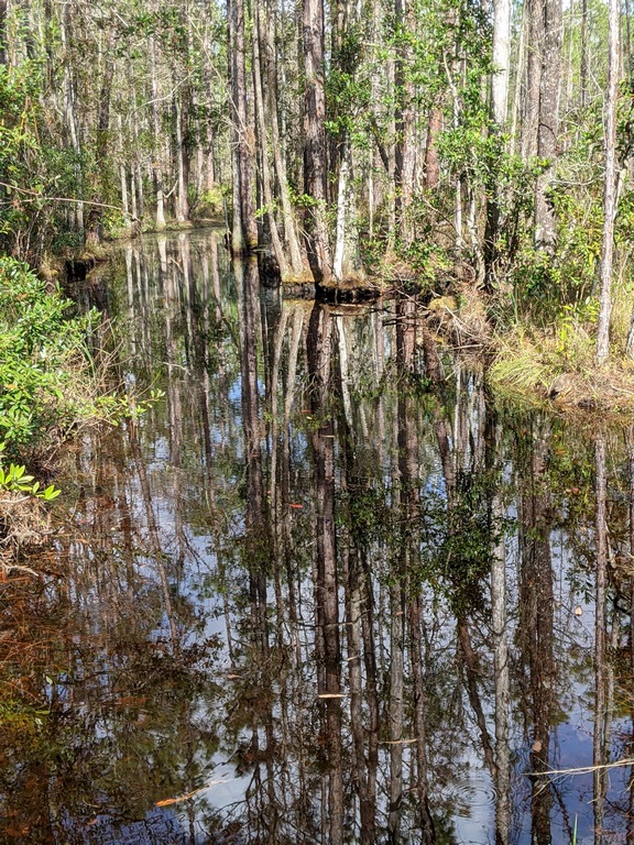 J3_SwampCrossingTrail.jpg