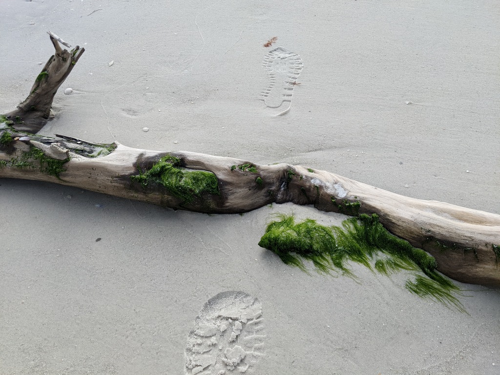 G1_FootstepsOverDriftwood.jpg