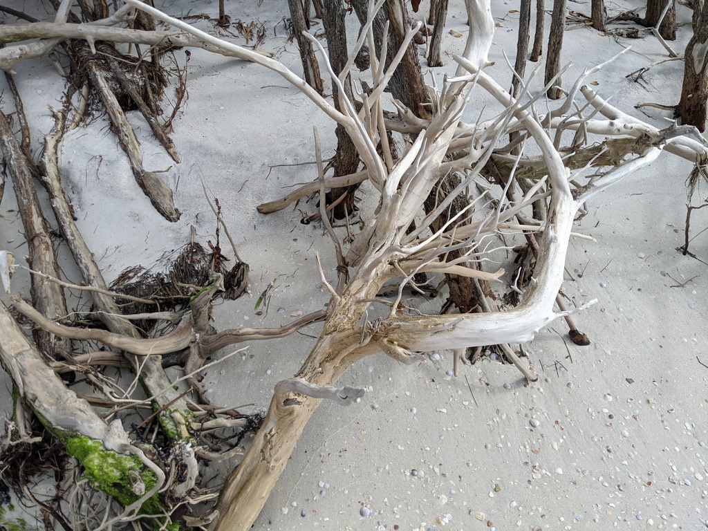 G2_MoreBleachedDriftwood.jpg