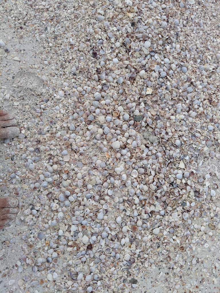 J_ShellsAndToes.jpg