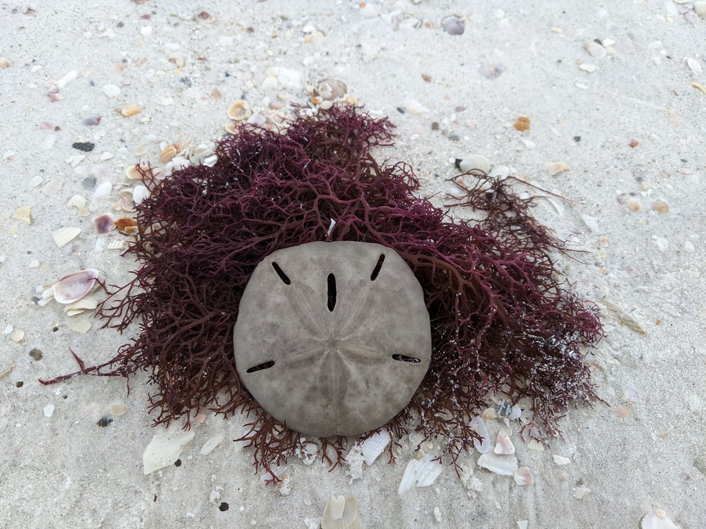 M_SanddollarOnSeaweed.jpg