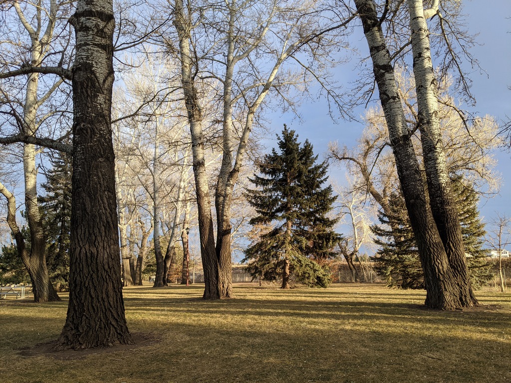 0113B_WarrenParkTrees.jpg