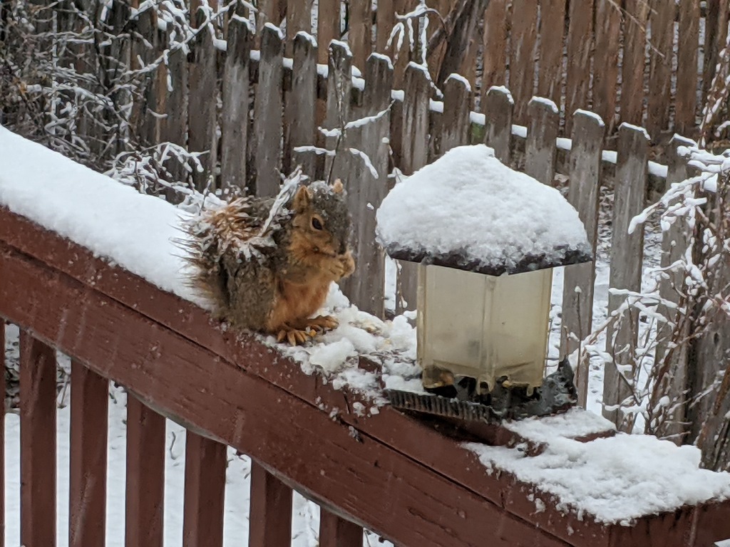 0313_SnowySquirrelOnDeck.jpg