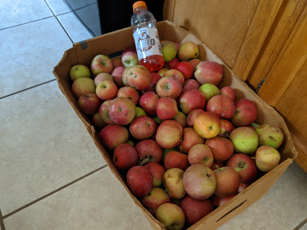 1001C_FreeApplesFromJenny.jpg