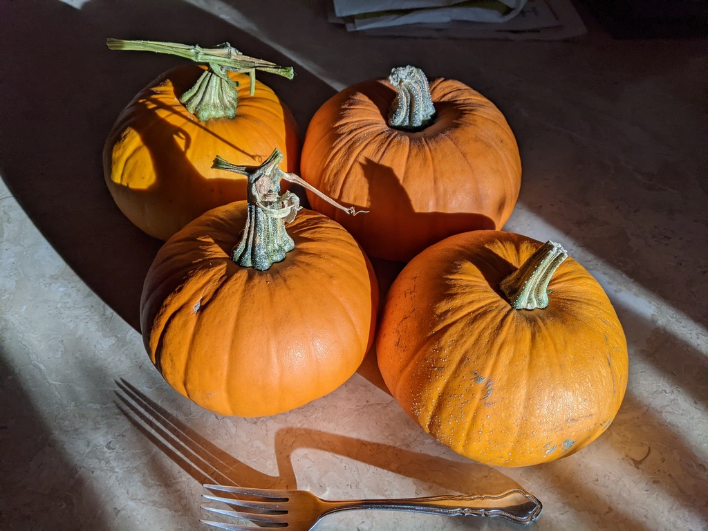 1219A_GardenPumpkins.jpg